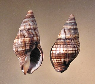 <i>Euthria</i> Genus of gastropods