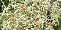 Thumbnail for File:Evernia mesomorpha 扁枝衣.jpg