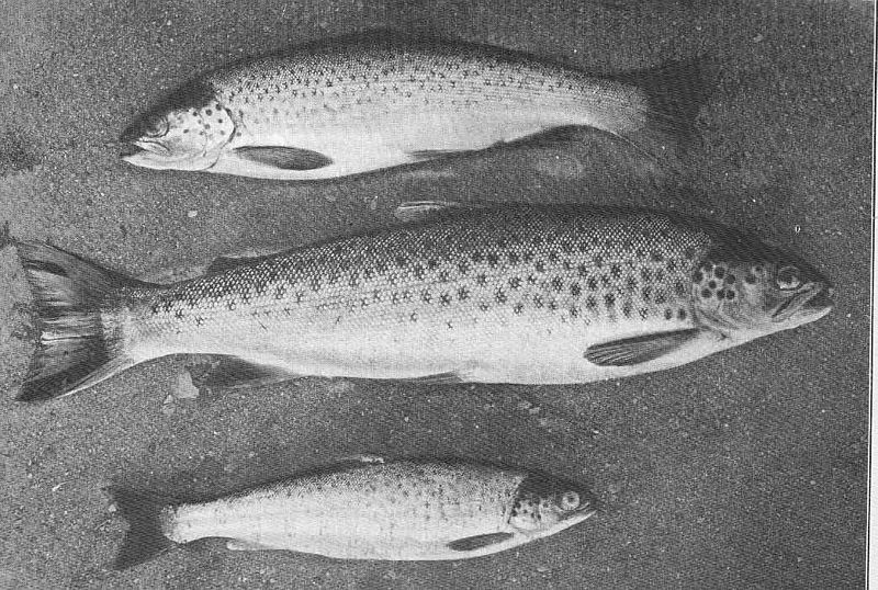 File:FMIB 49673 Loch Leven Trout Largest 4 years and 4 months 2 lbs Second 3 years and a month, 1 lb Third, 2 years and 4 months, 12 lb Loch.jpeg