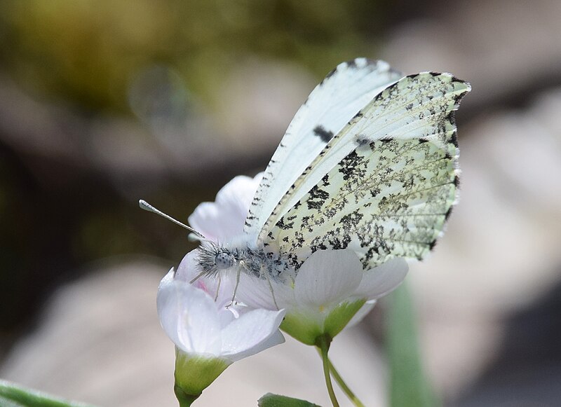 File:Falcate Orangetip (female) - 26098717470.jpg