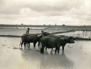 Two shirtless men standing partially concealed behind three buffaloes in a very large rice field. All are in ankle-deep water.