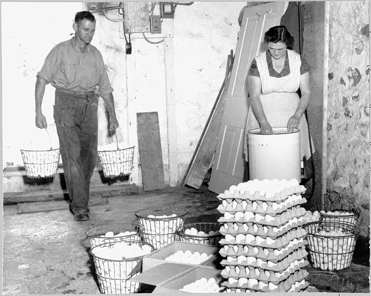 File:Farmers preparing eggs for market (I0003238).jpg