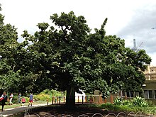 The Federal Oak in the gardens of the Victorian Parliament House in Melbourne. The tree was planted in 1890 by Sir Henry Parkes to commemorate the meeting of the Australian Federal Conference. Federal Oak 1890.jpg