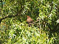 Turdus Merula