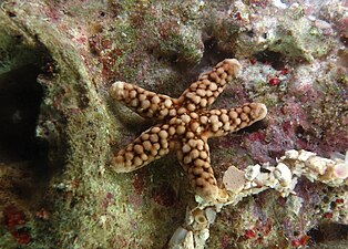 Ferdina flavescens à la Réunion.