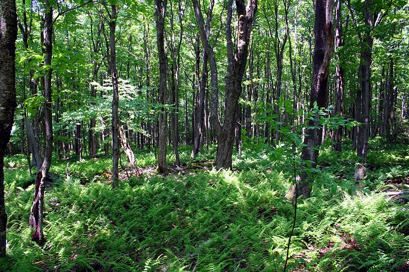 File:Fern-Forest2 ForestWander.jpg