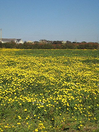 <span class="mw-page-title-main">Penhale Jakes</span> Hamlet in Cornwall, England