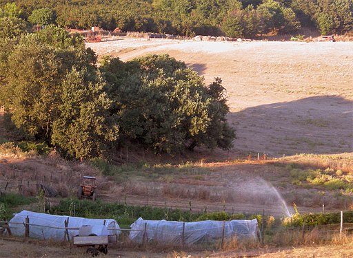 Fields of harvested hay, Monterosi countryside in Latium