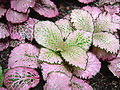 Fittonia albivenis 'Argyroneura minima' in a greenhouse in Münster, Germany