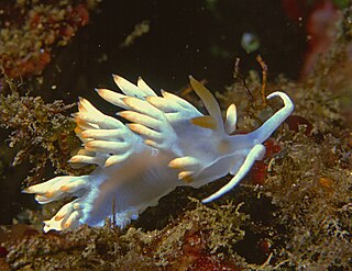 <i>Luisella babai</i> Species of sea slug