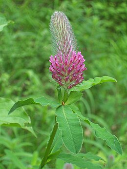 Ilgagalvis dobilas (Trifolium rubens)