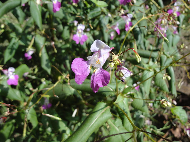 File:Fleur inconnue 21 08 2014.jpg