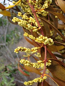 Phoradendron caripense Flickr - Joao de Deus Medeiros - Phoradendron caripense (1).jpg