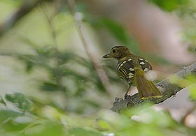 Flickr - Rainbirder - Eastern Nicator (Nicator gularis).jpg