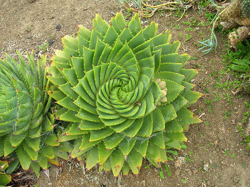 File:Flickr - brewbooks - Aloe polyphylla Schönland ex Pillans (7).jpg