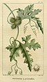 Flore médicale des Antilles, ou, Traité des plantes usuelles (Pl. 331) (7795698140).jpg
