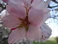 Flower almond.JPG