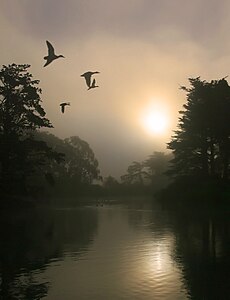 Ducks and morning fog