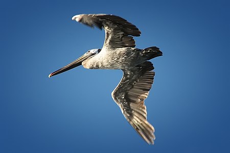 Pelecanus in flight