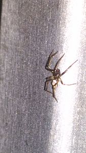 Photo Steatoda albomaculata mâle.jpg