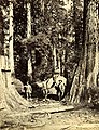 Four loggers posed next to downed tree, Washington, circa 1889-1891 (BOYD+BRAAS 118).jpg
