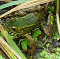 Der Frosch vergrößert.