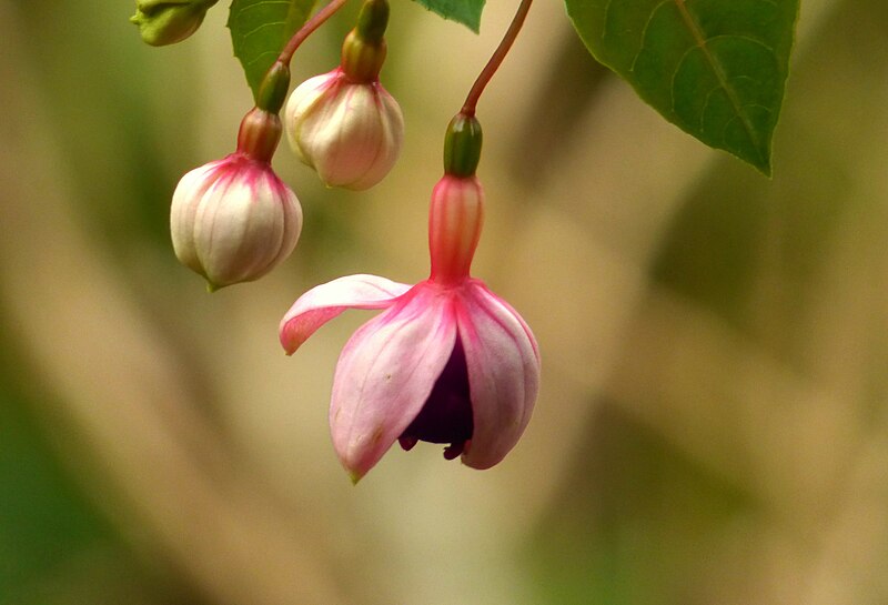 File:Fucsia, Aretillos, Pendientes, Zarcillo de la Reina (Fuchsia magellanica) (14542239369).jpg