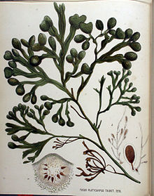 Fucus platycarpus - Флора Батава - Объем v16.jpg