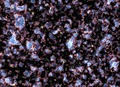 Galaxies during the era of reionisation in the early Universe (simulation).tiff