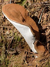 Lingzhi mushroom (Ganoderma )