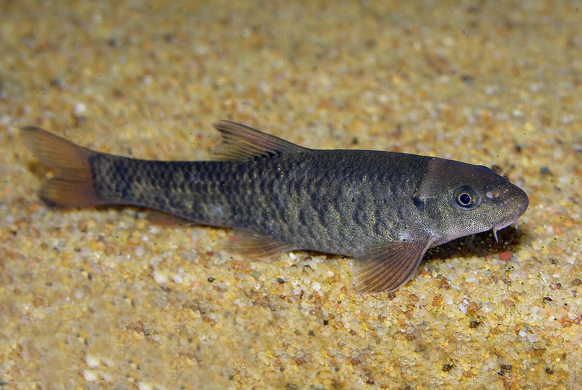 garra rufa algae eater