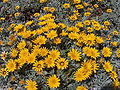 Pied de Gazania longiscapa.