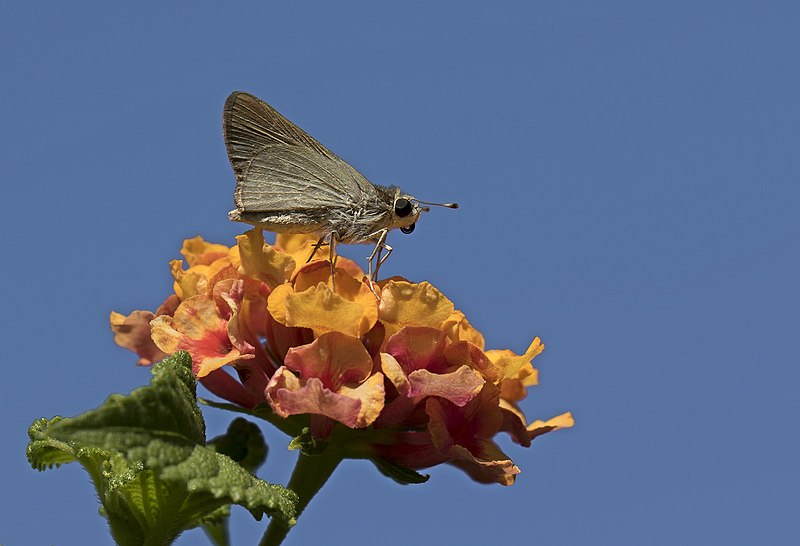 File:Gegenes pumilio - Pigmy skipper 08-2.jpg