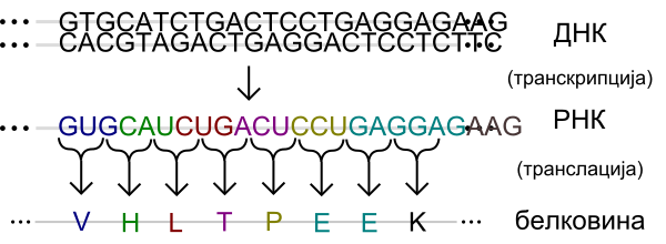 File:Genetic code mk.svg