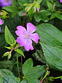 Geranium nodosum. Goede plant voor niet te droge schaduw.