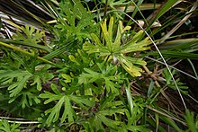 Geranium solanderi 56239633.jpg