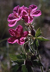 Sticky geranium, Geranium viscosissimum Geraniumviscosissimum.jpg