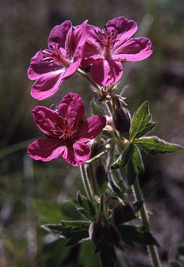 Geranium viscosissimum