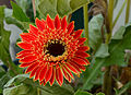 * Nomination Gerbera (Gerbera x cultivar), in a private garden, France. --JLPC 16:34, 12 August 2014 (UTC) * Promotion  Support --Iifar 16:55, 12 August 2014 (UTC)