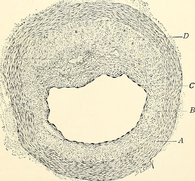 File:Geriatrics - the diseases of old age and their treatment, including physiological old age, home and institutional care, and medico-legal relations (1914) (14798730303).jpg