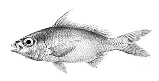 <span class="mw-page-title-main">Slender silver-biddy</span> Species of fish
