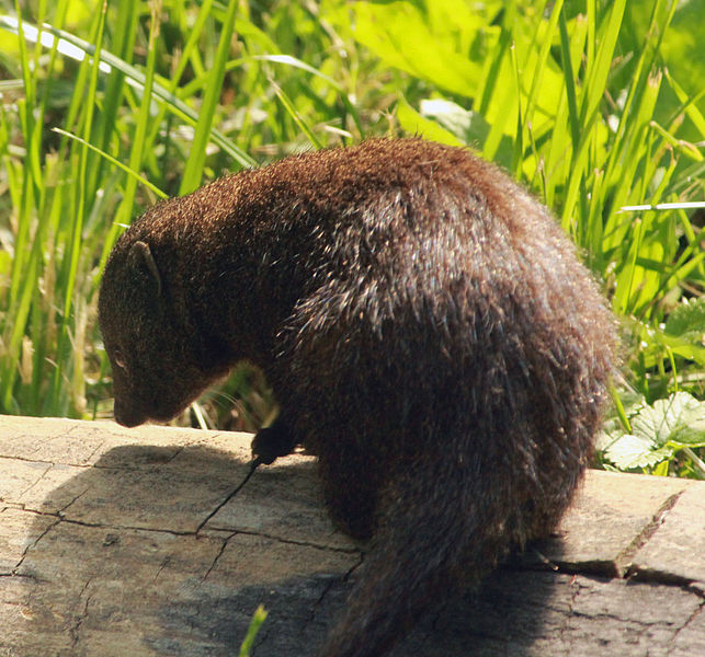 File:Gfp-dwarf-mongoose.jpg