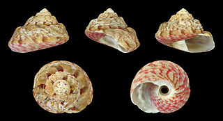 Gibbula magus