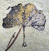 A 70 mm-wide Ginkgo biloba leaf. Klondike Mountain Formation, Republic, Ferry County, Washington, USA, Eocene, Ypresian, 49 million years old