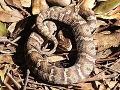 Gloydius blomhoffii (Mount Tengura s2).JPG