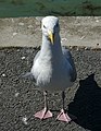 * Nomination European Herring Gull (Larus argentatus) in Courseulles-sur-Mer (Calvados, France). --Gzen92 07:02, 22 August 2022 (UTC) * Promotion Too dark IMHO --Poco a poco 08:58, 22 August 2022 (UTC)  Done It's better ? Gzen92 07:01, 23 August 2022 (UTC) Overall better but you need now to reduce the highlights on the gull's head --Poco a poco 11:20, 23 August 2022 (UTC)  Done Gzen92 10:26, 25 August 2022 (UTC)  Support Good quality. --Poco a poco 17:22, 25 August 2022 (UTC)