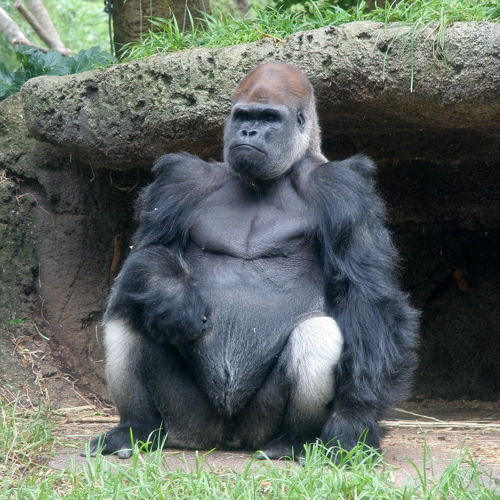 The average adult weight of a Western gorilla is 113.29 kg (249.77 lbs)