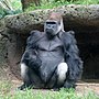 Минијатура за Западна горила