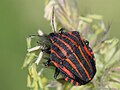 Graphosoma lineatum (Linnaeus, 1758)