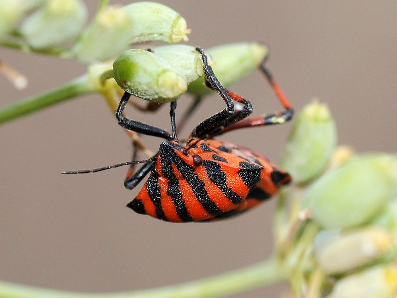 File:Graphosoma italicum August 2007-5.jpg